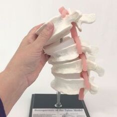 múnla spine lumbar